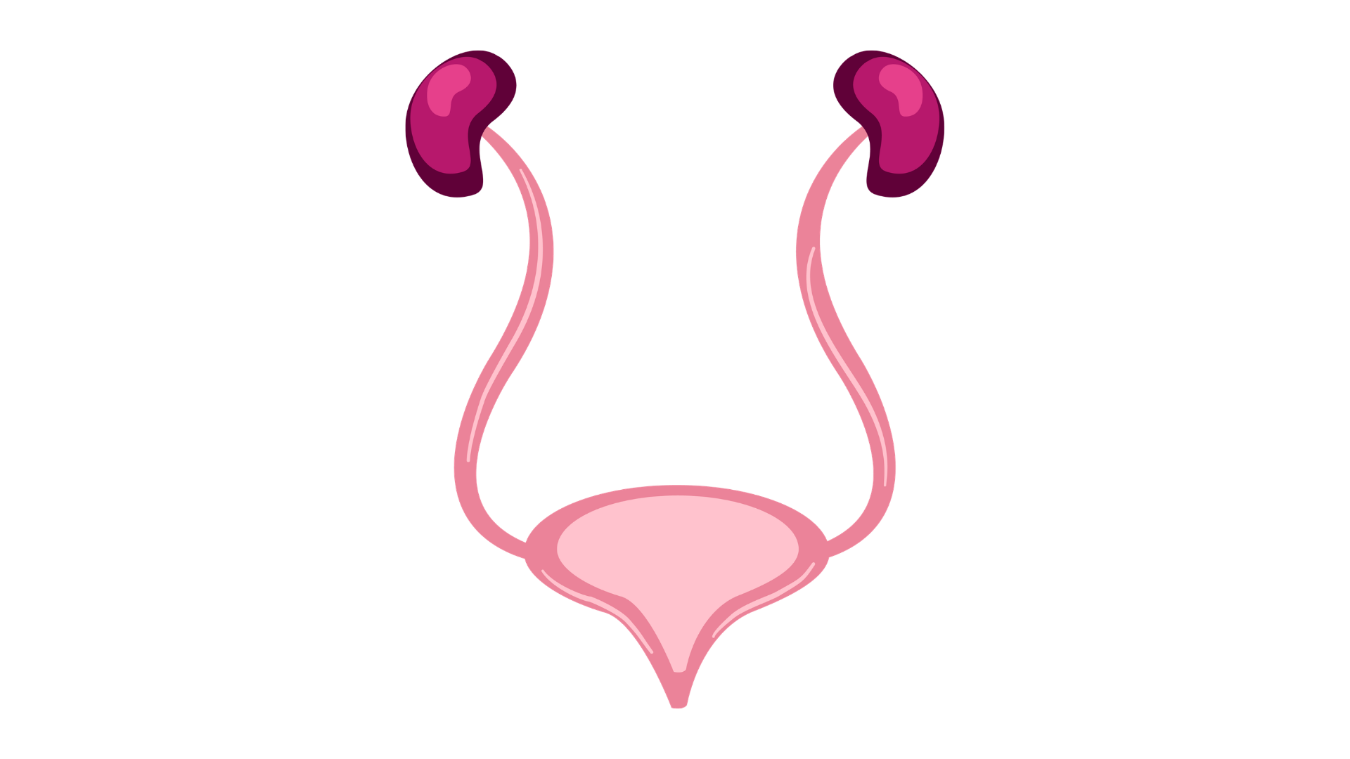 Diagram of the urinary system showing kidneys, ureters and bladder